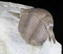 Big Thaleops Trilobite From Wisconsin - World Class Specimen #31720-1